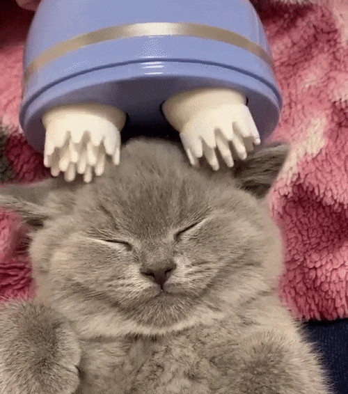 Masseur électrique pour chat