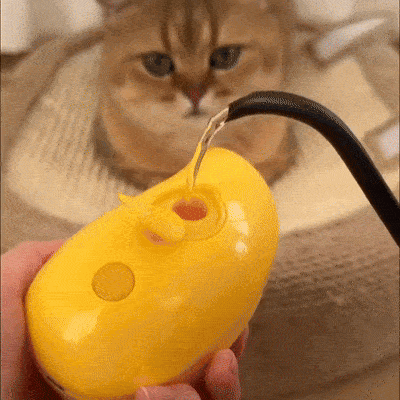Brosse à vapeur pour chats